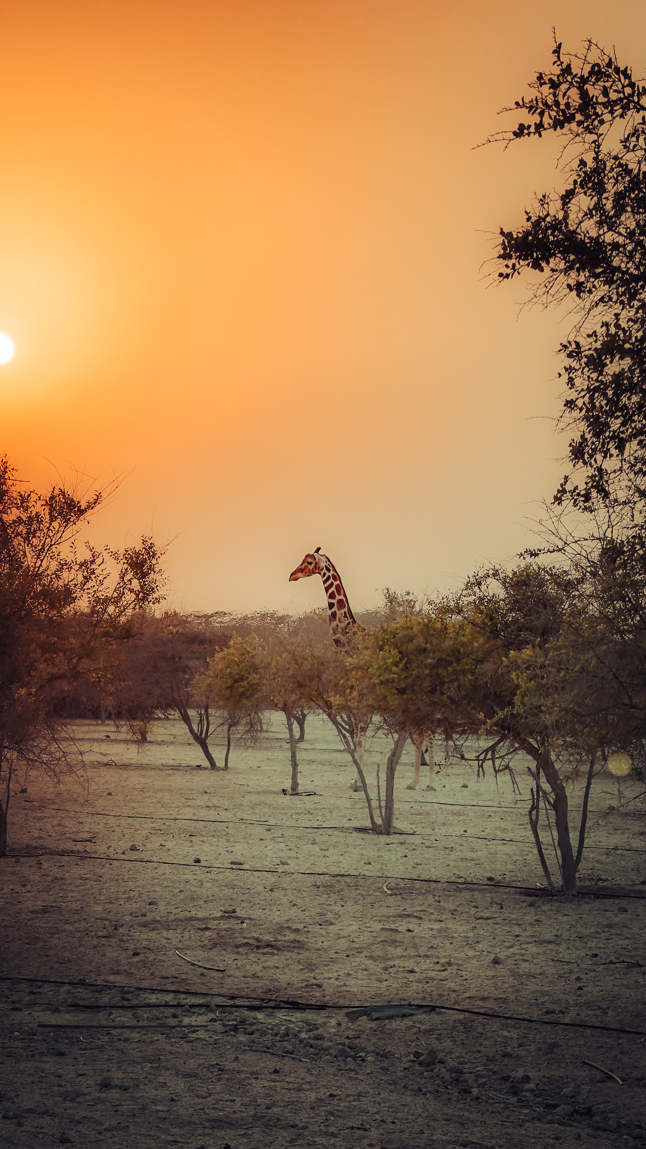 Sir Bani Yas Island Half Day Experience image 2