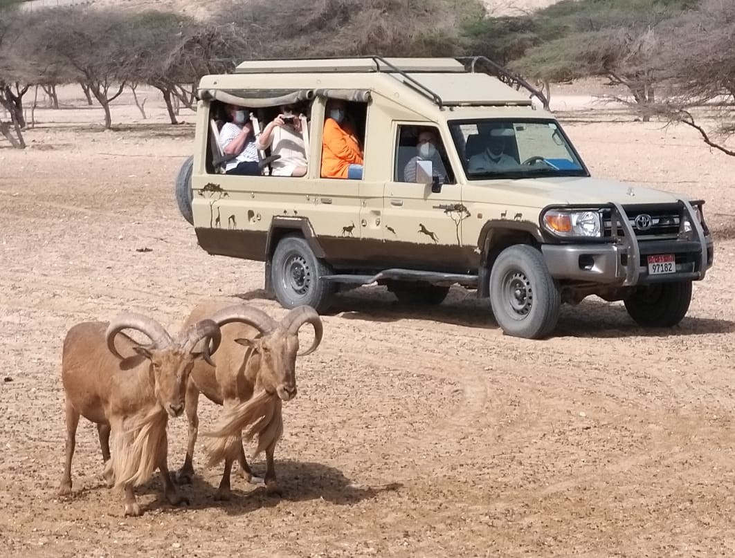 Sir Bani Yas Island Half Day Experience image 3