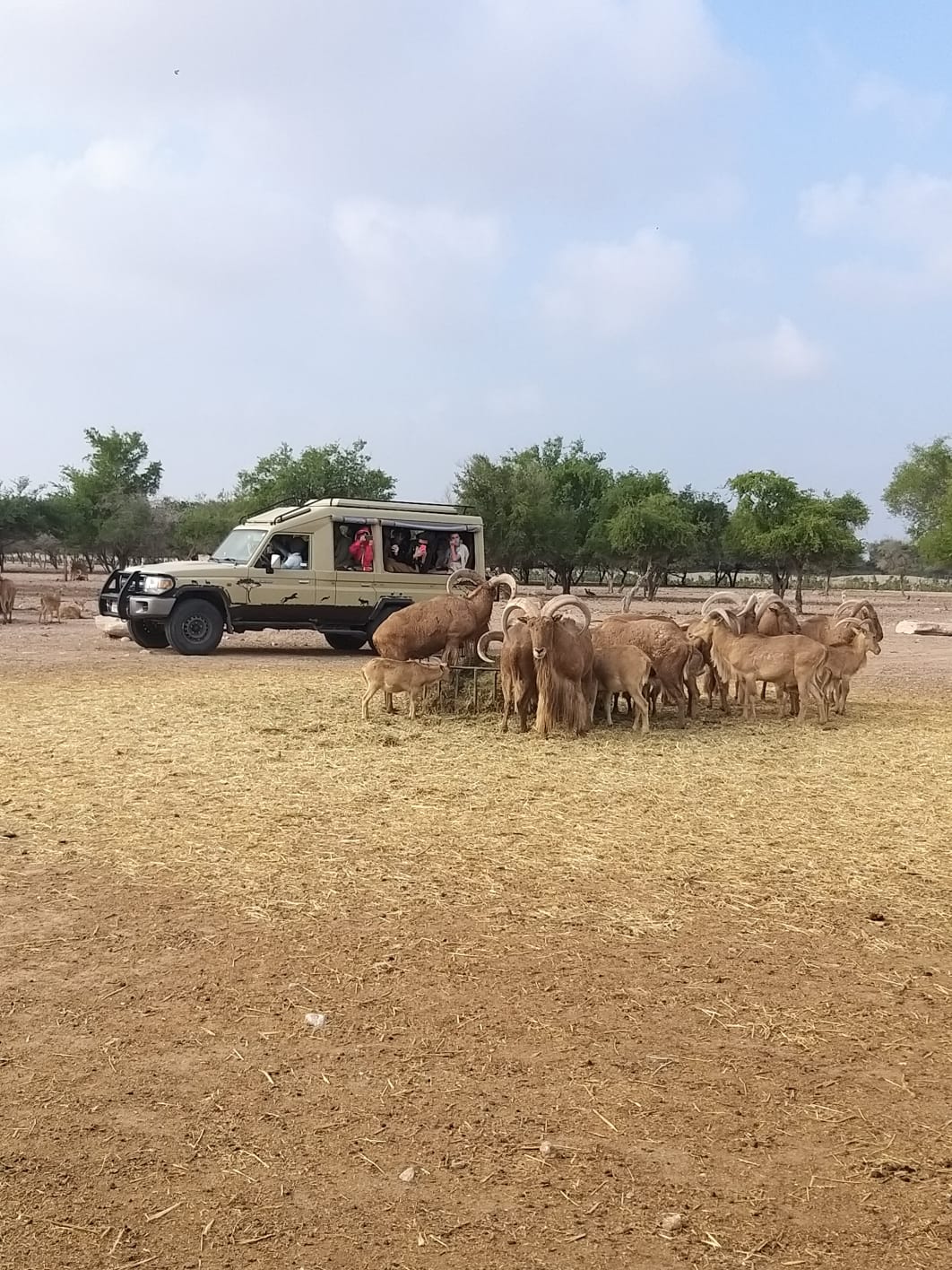 Sir Bani Yas Island One Day Staycation With Mirfa Hotel