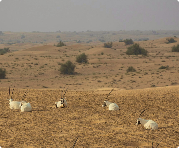 Sir Bani Yas Island One Day Tour