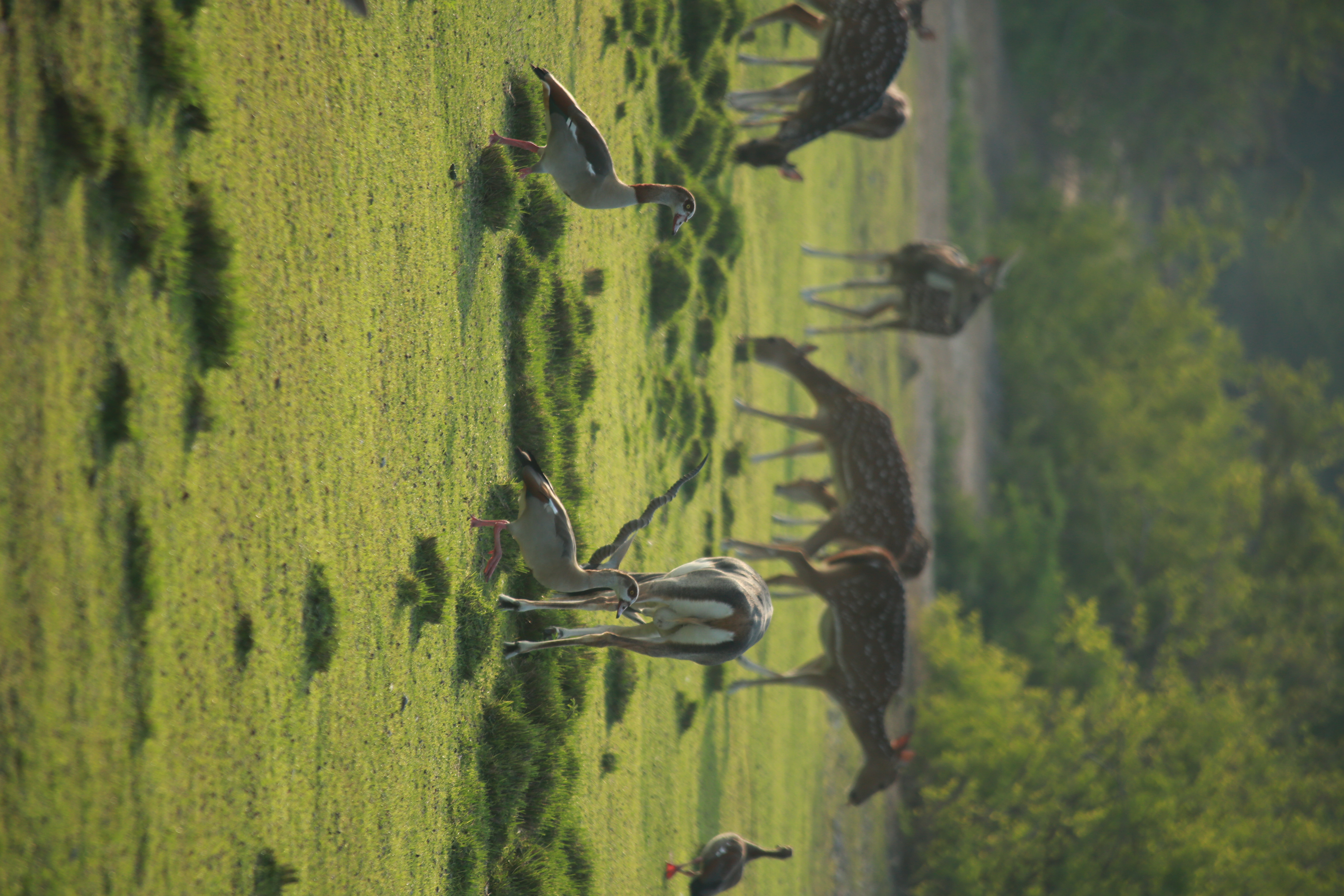Sir Bani Yas Island Staycation | Remal Hotel