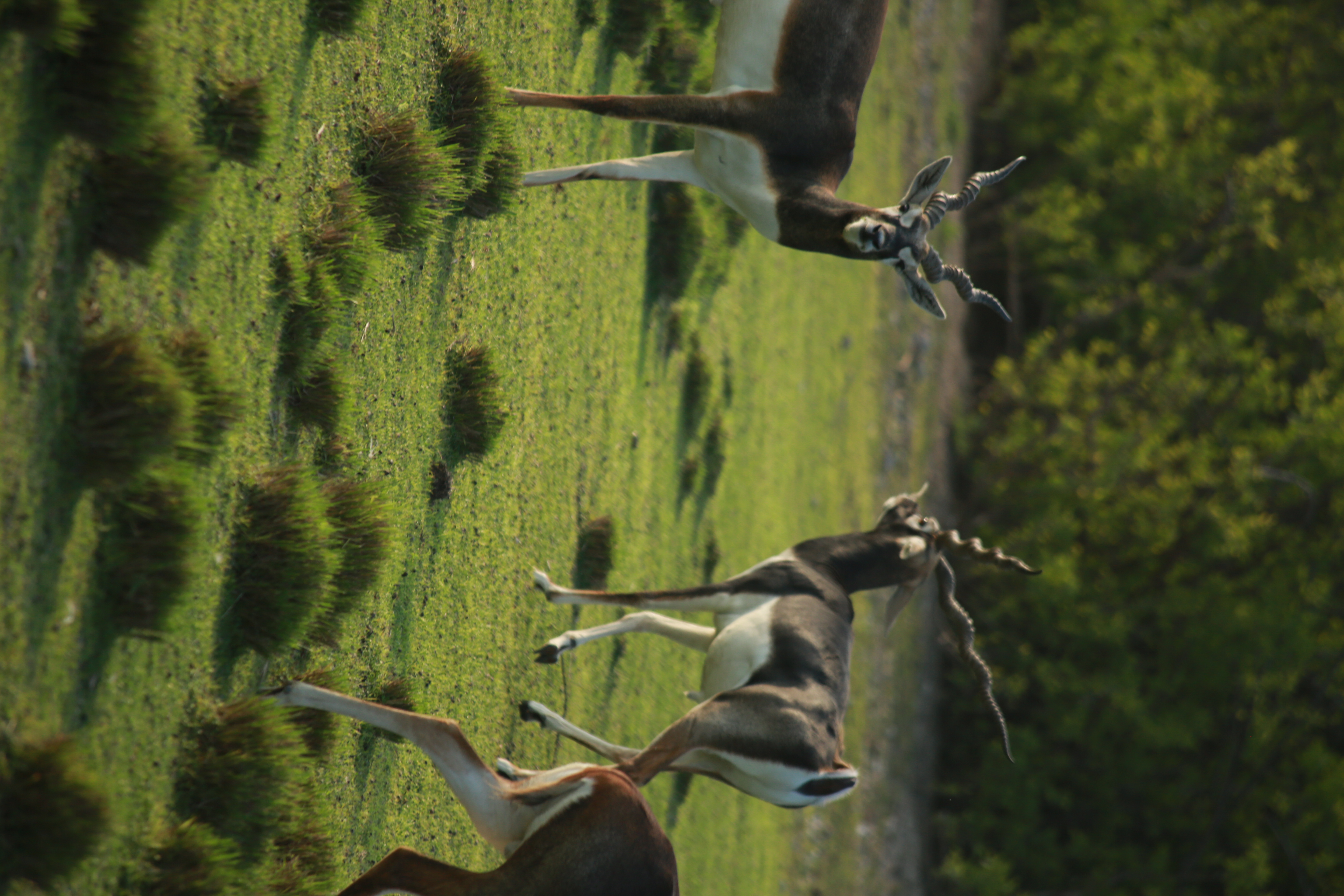Sir Bani Yas Island Staycation | Remal Hotel