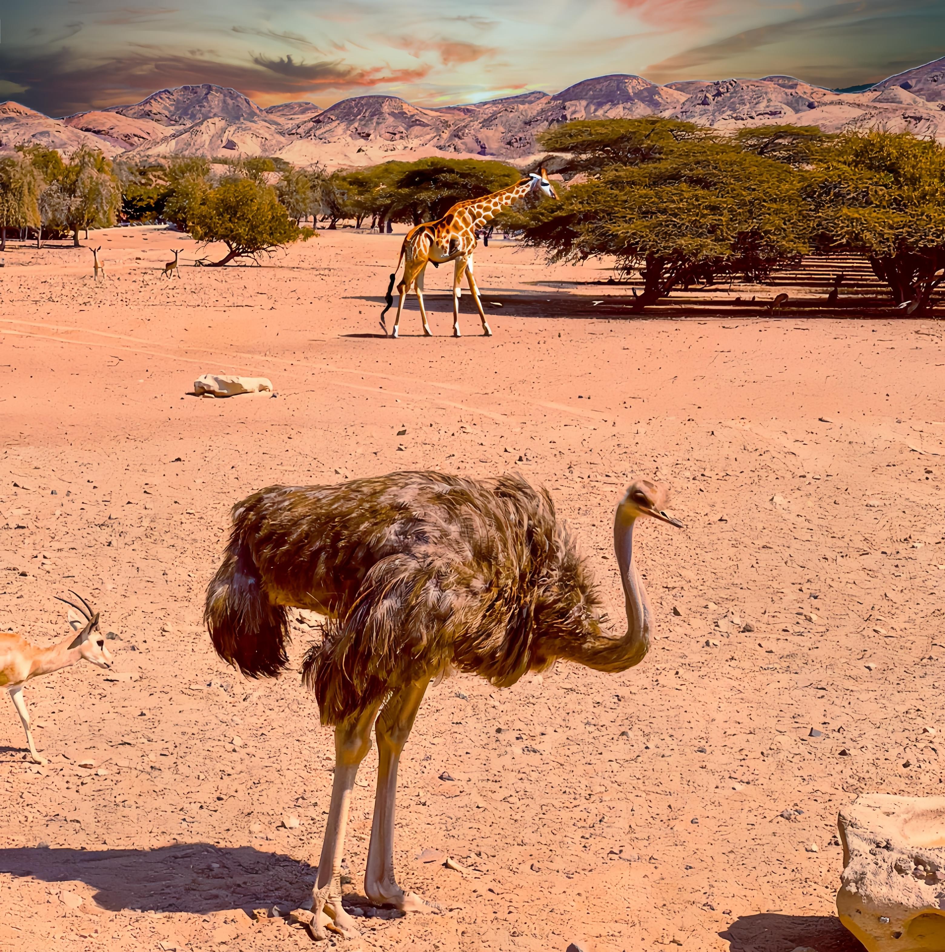 Sir Bani Yas Island Staycation | Remal Hotel image 2